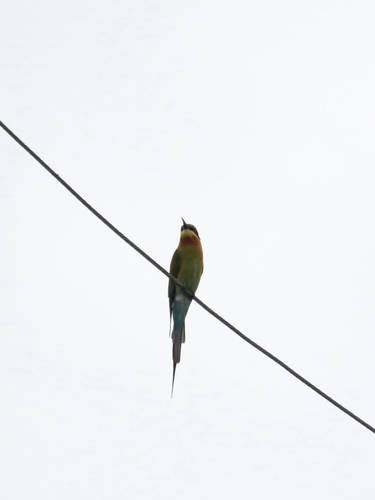 Blue-tailed Bee-eater