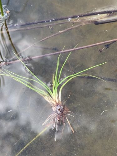 Isoetes echinospora observed 2026-08-13