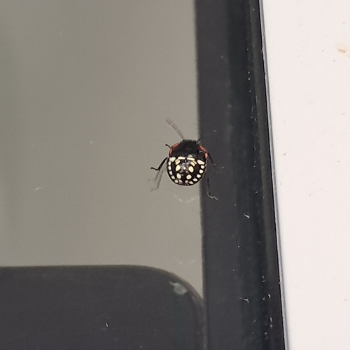 Southern Green Stink Bug