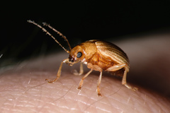 Colaspis brunnea