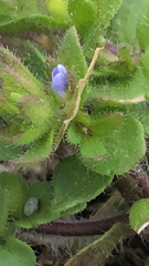 Veronica arvensis