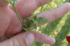 Scandix pecten-veneris