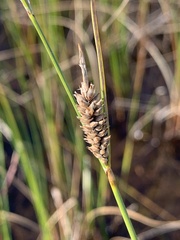 Carex lasiocarpa, photograph (c) Valerii Glazunov, some rights reserved (CC BY)