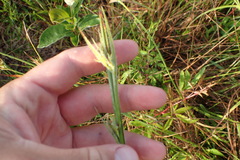 Scleria ciliata