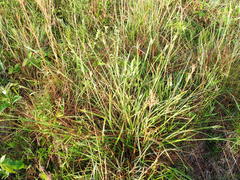 Scleria ciliata