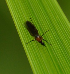 Dilophus tibialis