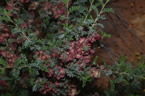 Dodonaea boroniifolia, photograph 5