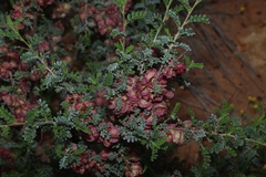 Dodonaea boroniifolia, photograph (c) Greg Tasney, some rights reserved (CC BY-SA)