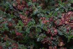 Dodonaea boroniifolia, photograph (c) Greg Tasney, some rights reserved (CC BY-SA)