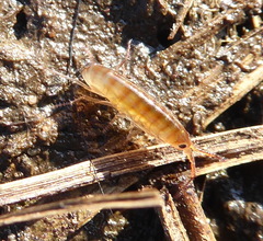 Talitridae