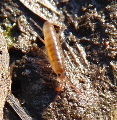 Talitridae