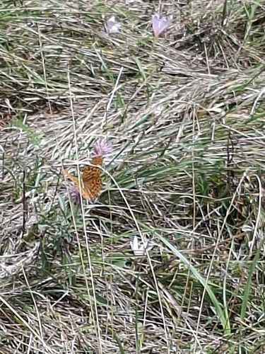 Silver-washed Fritillary