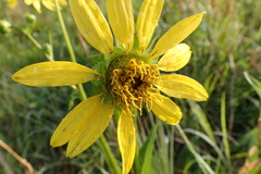 Silphium radula