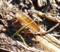 Talitridae