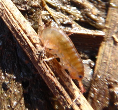 Talitridae