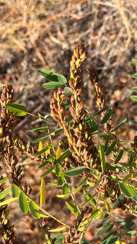 false indigo bush
