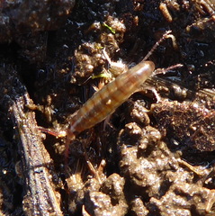 Talitridae