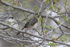 Trachyphonus darnaudii