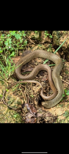 Indo-Chinese Rat Snake