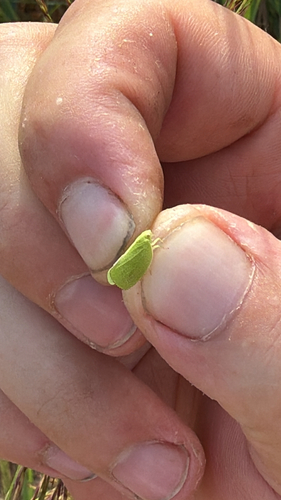 Green Cone-headed Planthopper