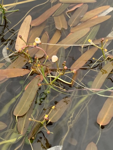 Sagittaria natans