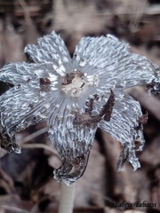 Fungi