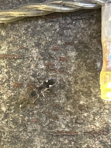 Metochus abbreviatus