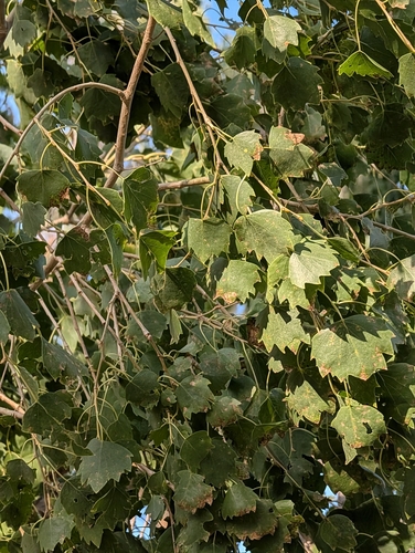 Populus euphratica observed 2026-08-22