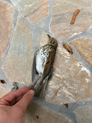 Song Thrush