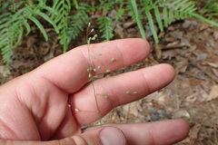 Dichanthelium linearifolium