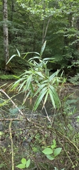 Arundinaria gigantea, photograph author not stated, no rights reserved