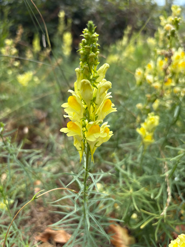 common toadflax