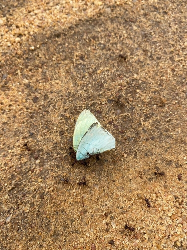 Mottled Emigrant