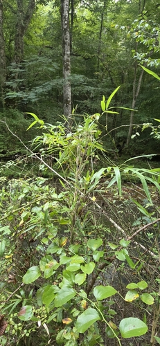 Arundinaria gigantea, photograph 6