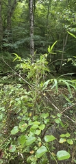 Arundinaria gigantea, photograph author not stated, no rights reserved