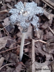 Fungi