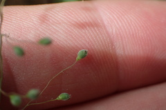 Dichanthelium linearifolium