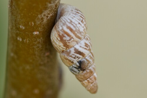Pointed Snail