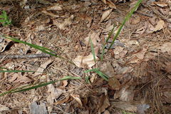 Dichanthelium linearifolium