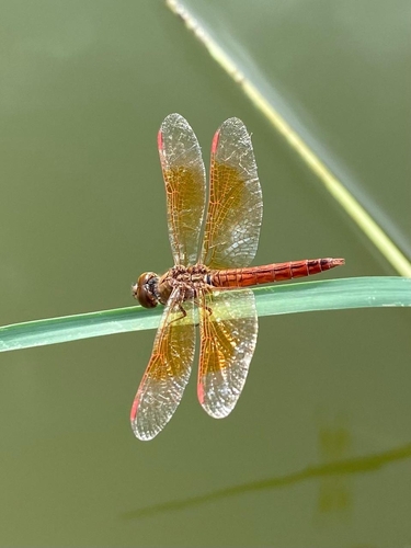 Ditch Jewel