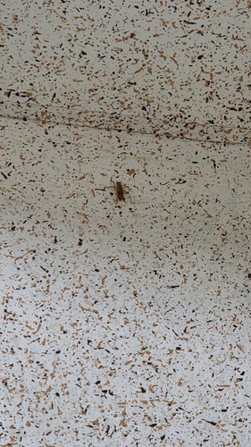 Nippancistroger koreanus