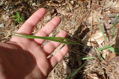 Dichanthelium linearifolium