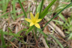 Hypoxis rigida