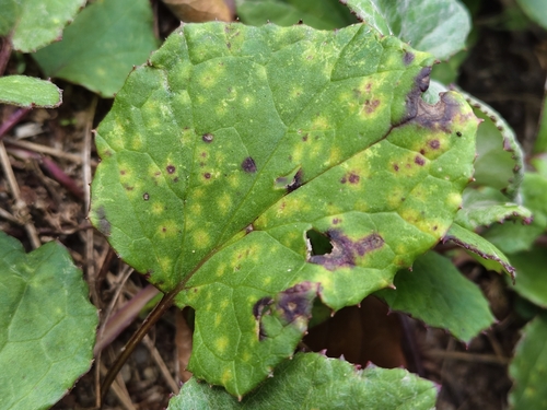 Coleosporium tussilaginis