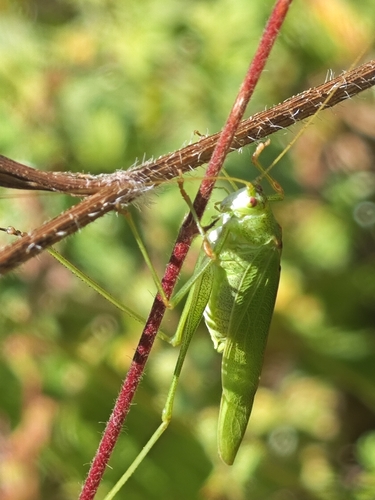 Sickle-bearing Bush-cricket