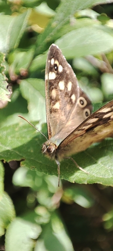 Speckled Wood