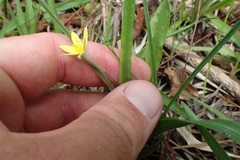 Hypoxis rigida
