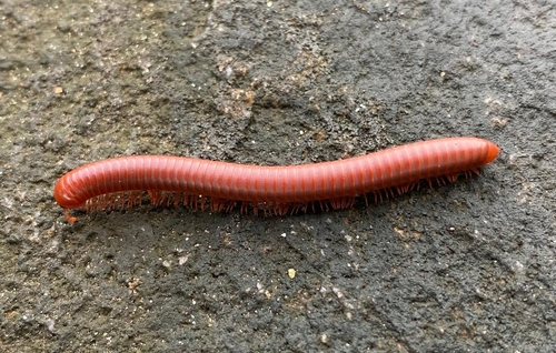 Rusty Millipede