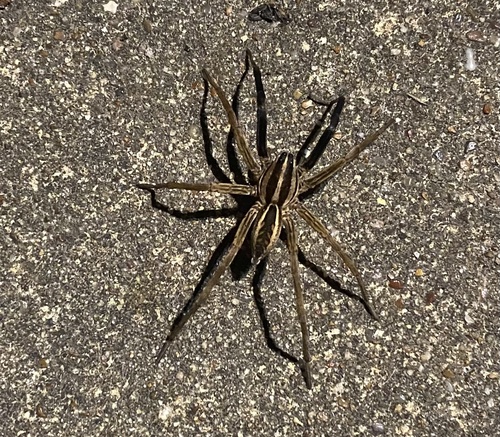 Rabid Wolf Spider
