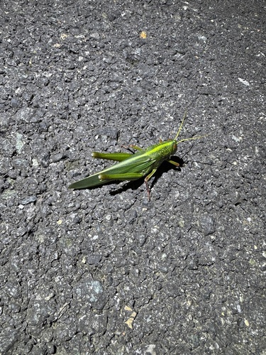 Large Green Grasshopper
